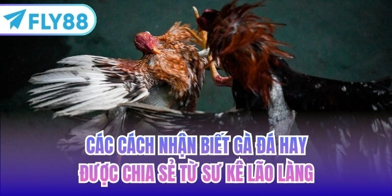 Các cách nhận biết gà đá hay được chia sẻ từ sư kê lão làng