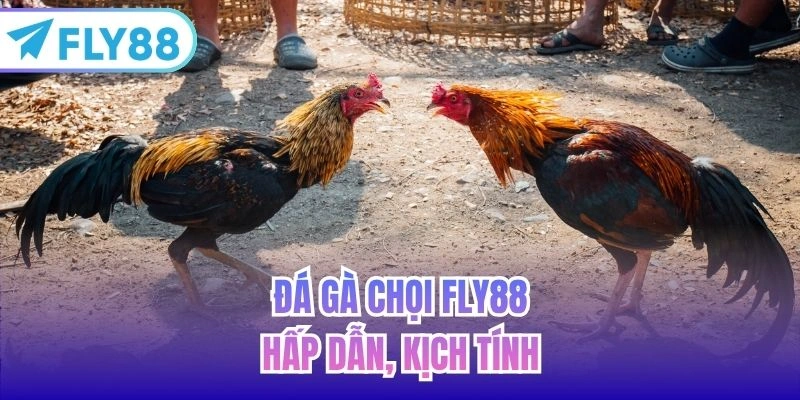 Đá gà chọi FLY88 hấp dẫn, kịch tính