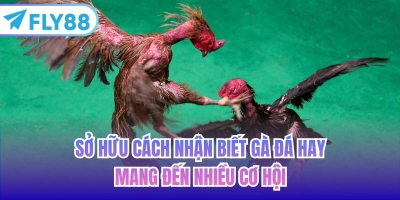 Sở hữu cách nhận biết gà đá hay mang đến nhiều cơ hội